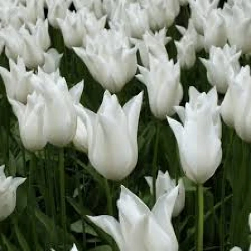 Tulip White Triumphator 